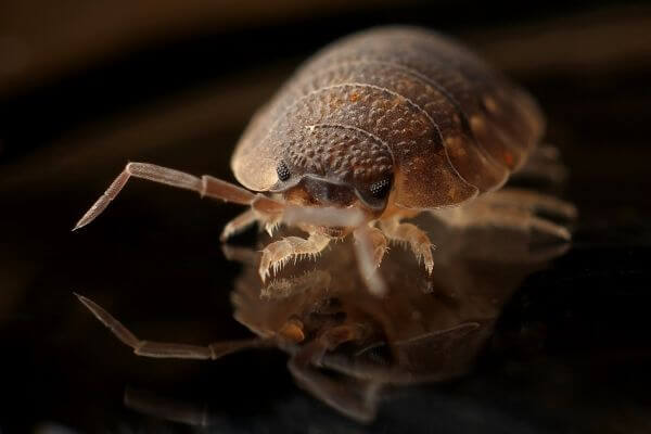 LOCAL PEST CONTROL NEAR ME, Hertfordshire. Pests Our Team Eliminate - Bed Bugs.