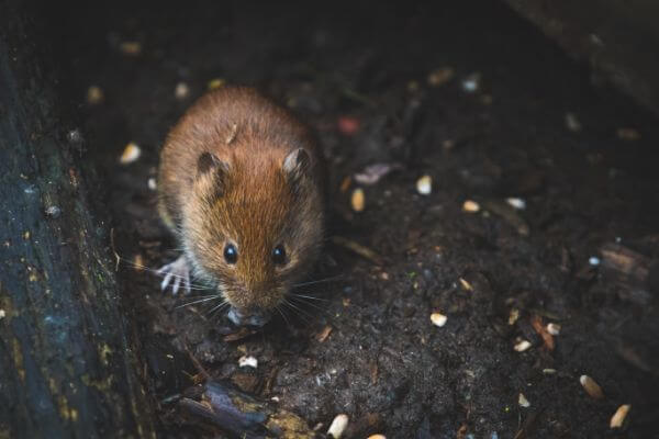 LOCAL PEST CONTROL NEAR ME, Hertfordshire. Pests Our Team Eliminate - Mice.