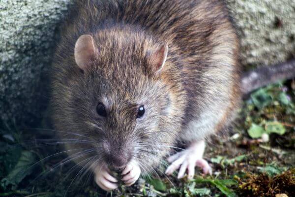 LOCAL PEST CONTROL NEAR ME, Hertfordshire. Pests Our Team Eliminate - Rats.