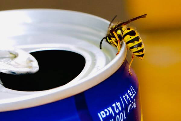 LOCAL PEST CONTROL NEAR ME, Hertfordshire. Pests Our Team Eliminate - Wasps.